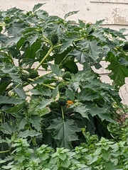 Datura stramonium