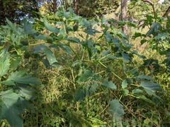 Datura stramonium