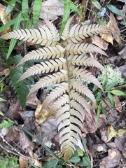 Dryopteris varia
