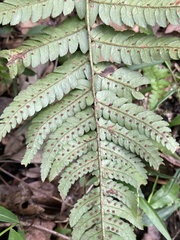Dryopteris varia