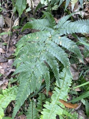 Dryopteris varia