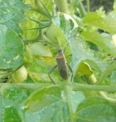 Phthiacnemia picta