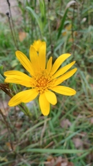 Tragopogon orientalis