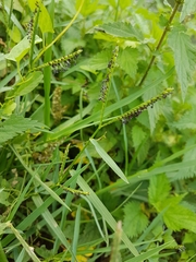 Paspalum distichum