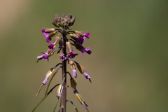 Boechera californica