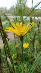 Tragopogon orientalis