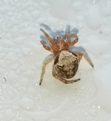 Araneus sturmi