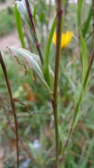 Tragopogon orientalis