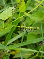 Paspalum distichum