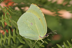 Gonepteryx eversi