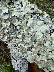 Flavoparmelia caperata