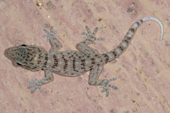Tarentola gomerensis