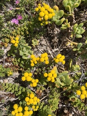 Oncosiphon suffruticosus