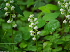Pyrola media