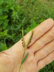 Paspalum distichum
