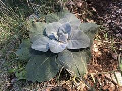 Verbascum pulverulentum