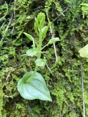 Liparis cordifolia