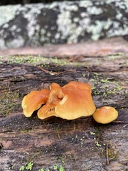 Gymnopilus