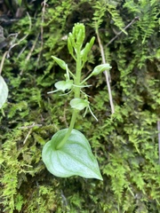 Liparis cordifolia