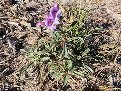 Penstemon speciosus