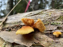 Gymnopilus