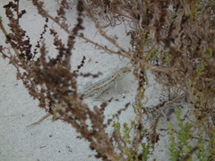 Sceloporus cozumelae