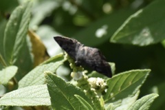 Antigonus erosus