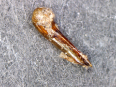 Quedius semiobscurus