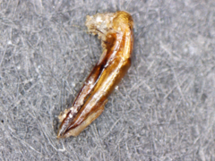 Quedius semiobscurus