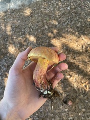 Exsudoporus floridanus