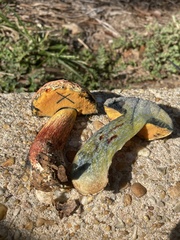 Exsudoporus floridanus