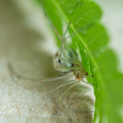 Enoplognatha ovata