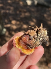 Exsudoporus floridanus