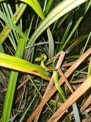 Philothamnus hoplogaster