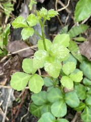 Eleutherococcus trifoliatus