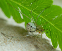 Enoplognatha ovata