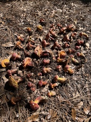 Exsudoporus floridanus