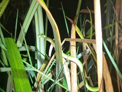 Philothamnus hoplogaster