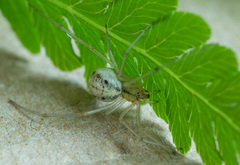 Enoplognatha ovata