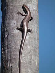 Marisora lineola