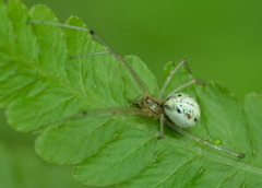 Enoplognatha ovata
