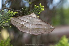 Sarcinodes aequilinearia