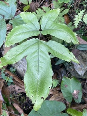 Tectaria polymorpha