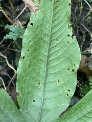 Tectaria polymorpha