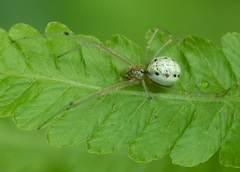 Enoplognatha ovata
