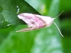 Eublemma cochylioides