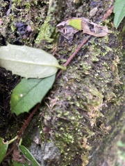 Hydrangea viburnoides
