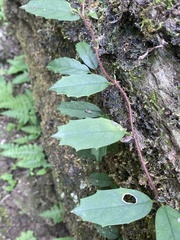Hydrangea viburnoides