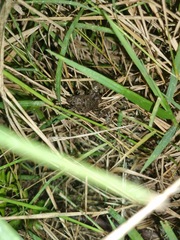 Phrynobatrachus natalensis