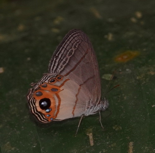 Argentaria jadea